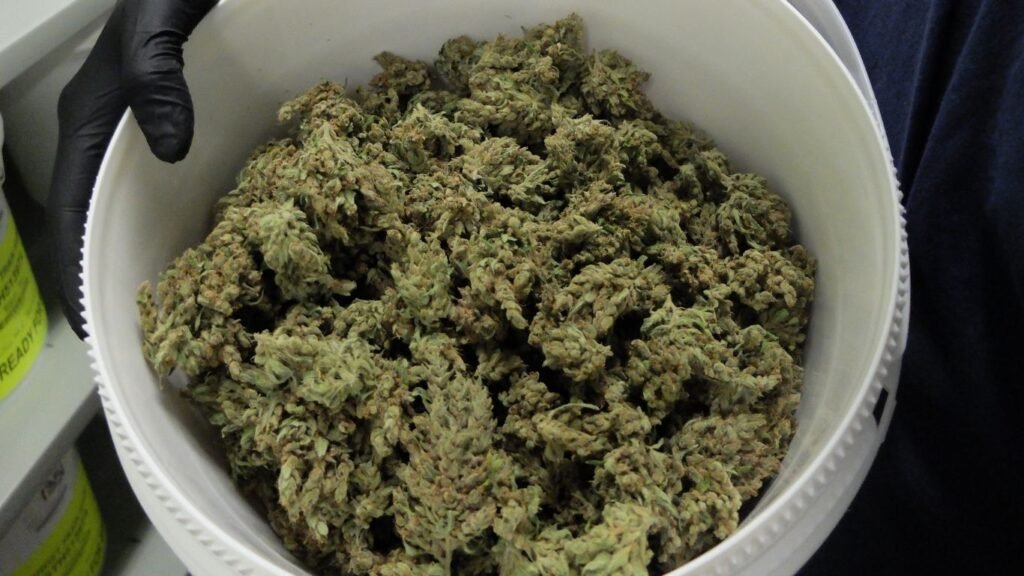 bucket of weed